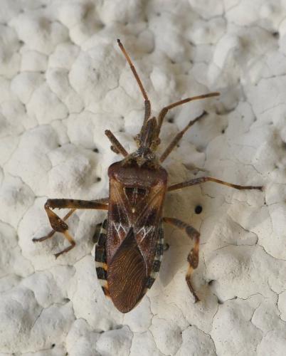 Réf. 217 234 : Leptoglossus occidentalis